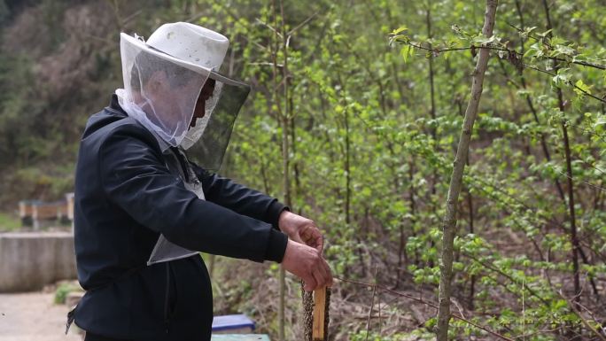 浙江金华浦江山区养蜂人蜜蜂蜂箱中华蜂蜂蜜