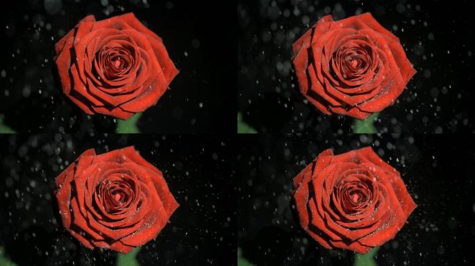 红色玫瑰花特写花卉