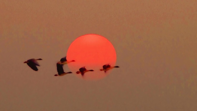 黄昏夕阳飞过的雁群