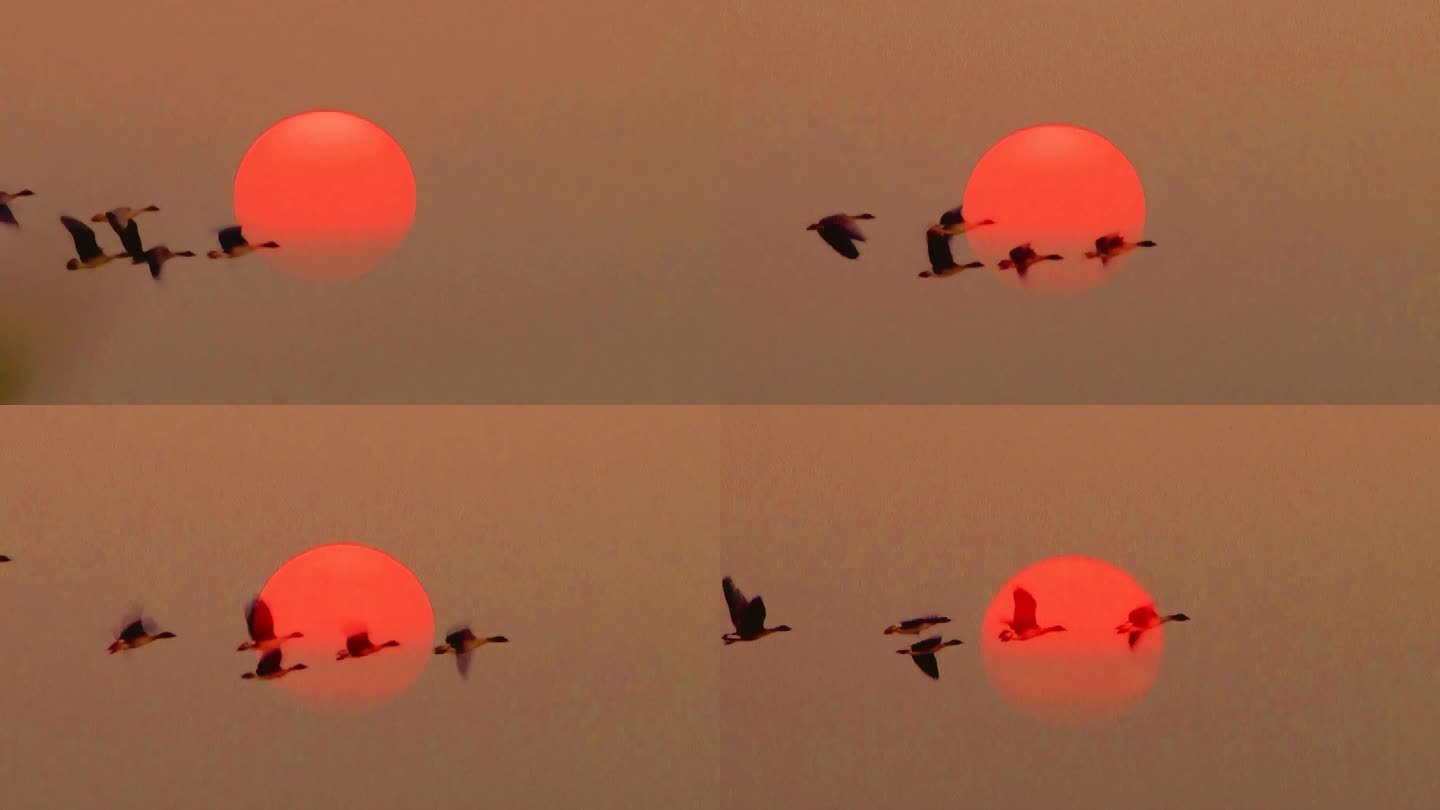 黄昏夕阳飞过的雁群