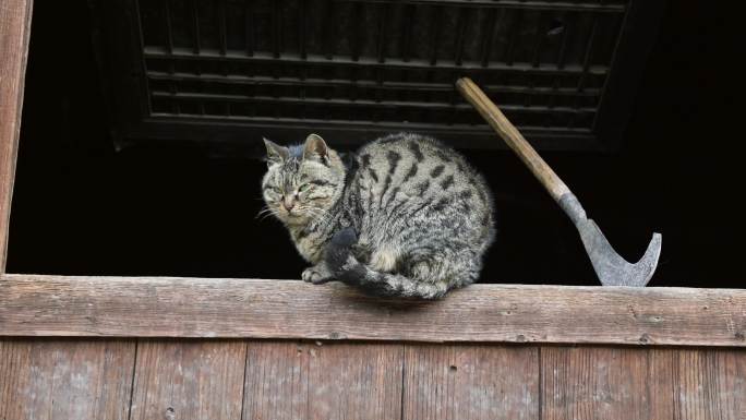 农村生活窗台上的猫咪人文乡愁情结