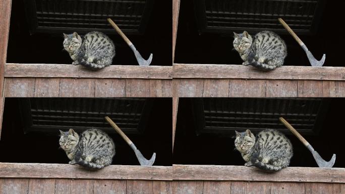 农村生活窗台上的猫咪人文乡愁情结