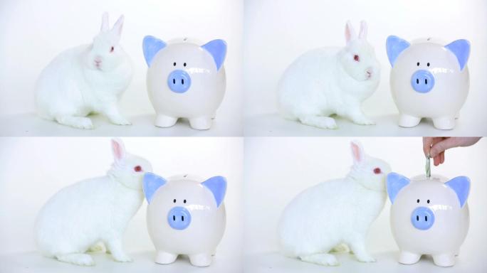 小白兔站在存钱罐旁边，有人在白色的背景下存钱