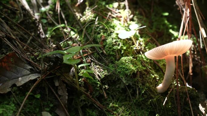 【4K原创】原始森林野生蘑菇苔藓植物1
