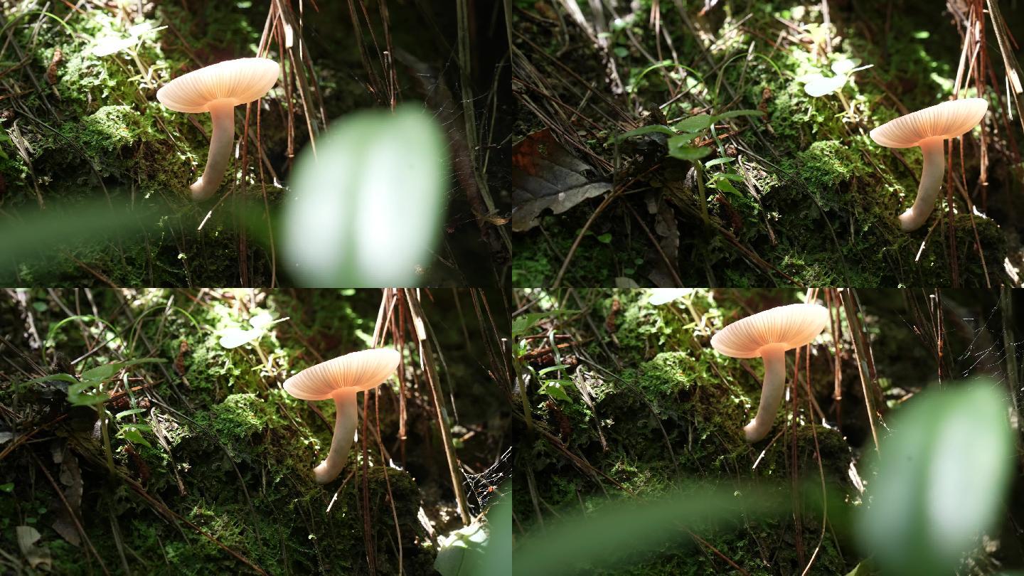 【4K原创】原始森林野生蘑菇苔藓植物1
