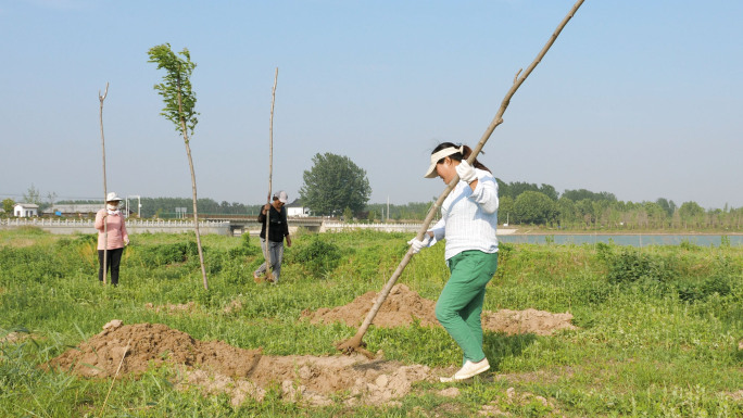 植树种树道路绿化