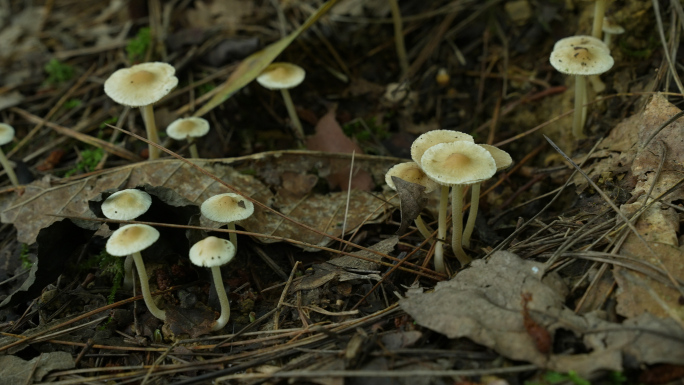 【4K原创】原始森林野生蘑菇苔藓植物3