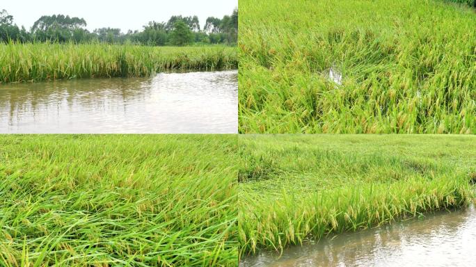 被洪水淹的稻田