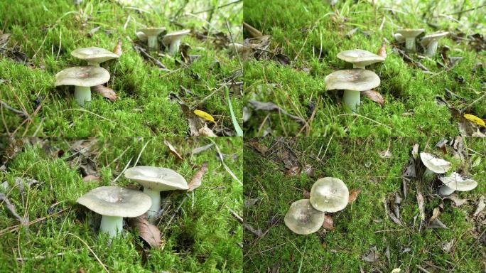 【4K原创】原始森林野生蘑菇苔藓植物8