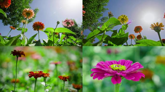 夏季各种花朵特写一组