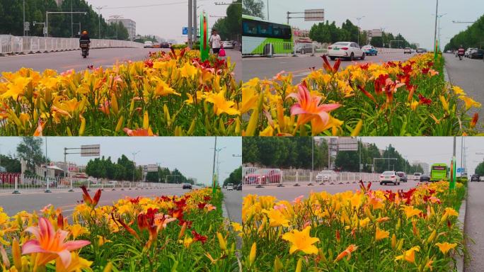 阴天街道马路车流穿梭，绿化带忘忧草花盛开