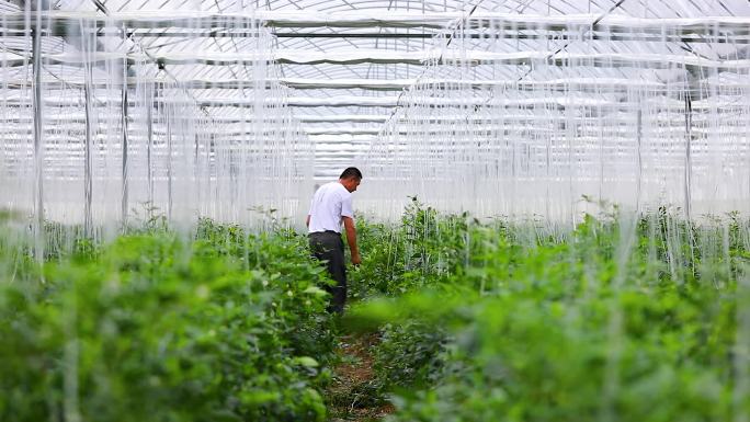 实拍樟树港辣椒基地大棚种植采摘辣椒