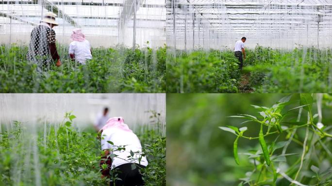 实拍樟树港辣椒基地大棚种植采摘辣椒