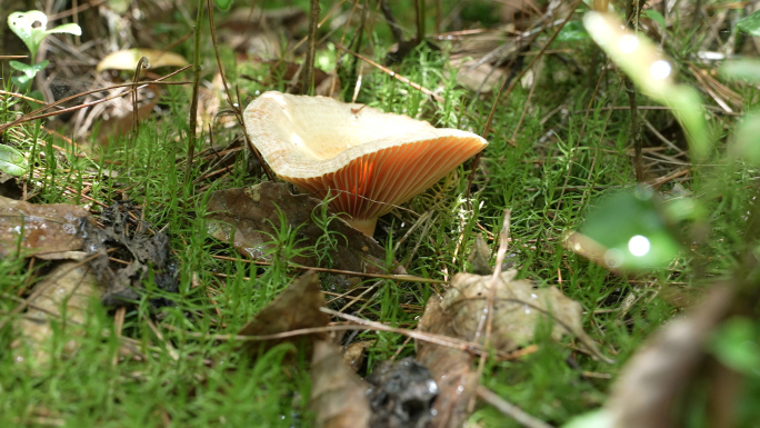 【4K原创】原始森林野生蘑菇苔藓植物4