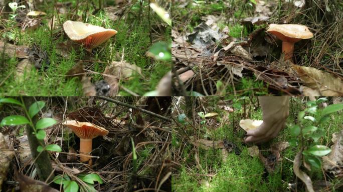 【4K原创】原始森林野生蘑菇苔藓植物4