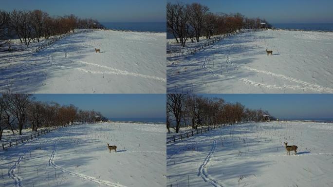 原创 日本北海道知床雪原虾夷鹿雪山风光