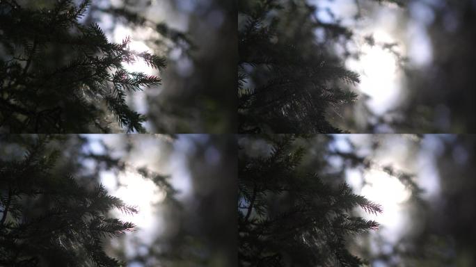 阳光透过树枝空镜