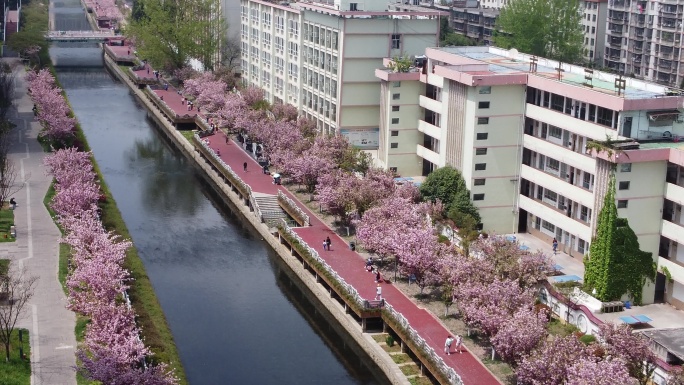 护城河畔浪漫樱花