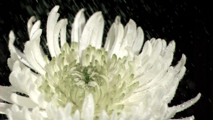 被水打湿的白色菊花特写