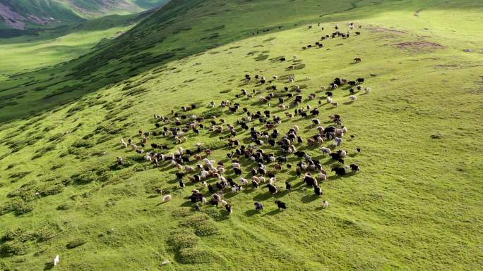新疆公路上的牛群4k航拍