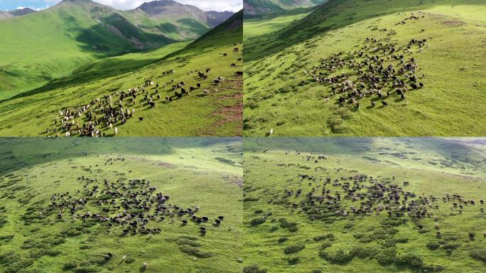 新疆公路上的牛群4k航拍