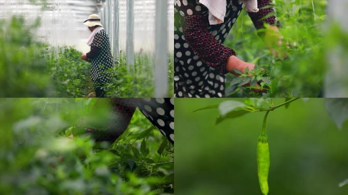 实拍樟树港辣椒基地大棚种植采摘辣椒