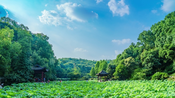 公园荷花池延时 荷花池 蓝天白云