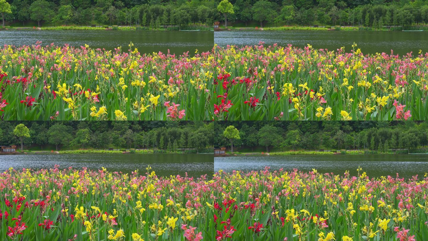 公园湖泊边的美丽景色，成片盛开的美人蕉花