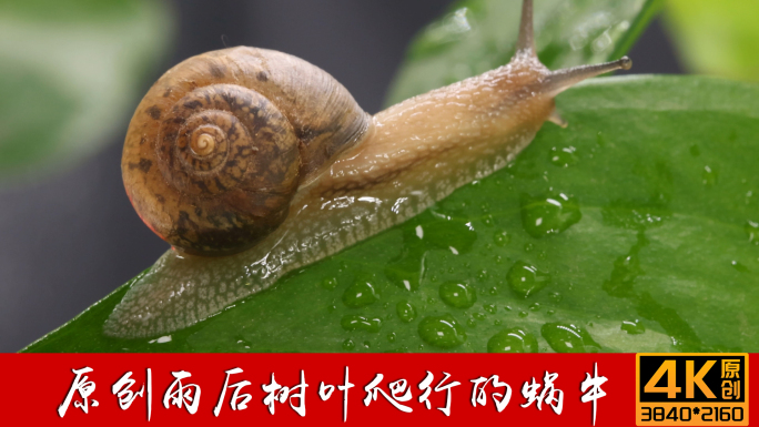 蜗牛雨后树叶爬行的蜗牛