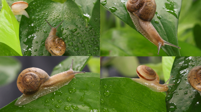 蜗牛雨后树叶爬行的蜗牛