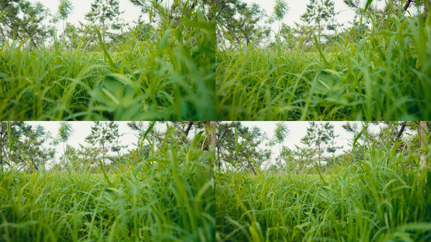 滑轨拍摄自然草地草坪