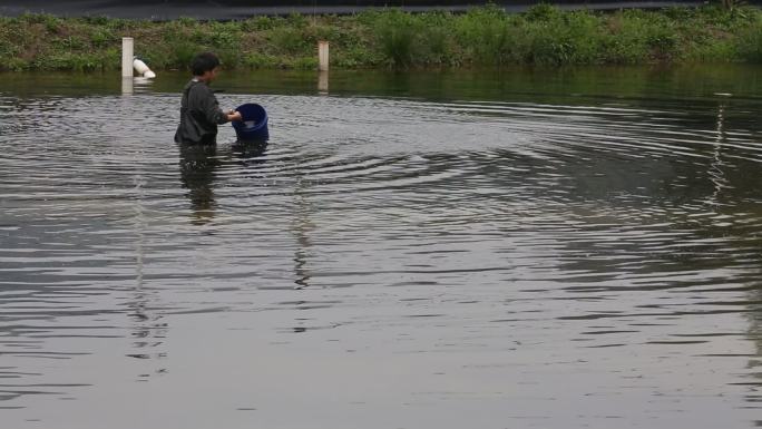 工作人员水塘中投放饲料养鱼龙虾鳖