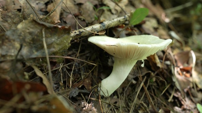 【4K原创】原始森林野生蘑菇苔藓植物7
