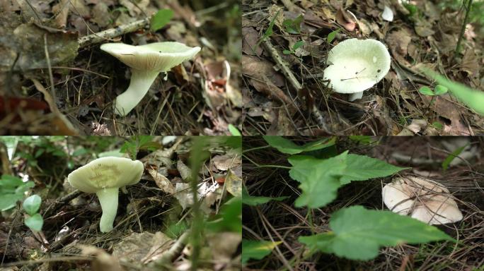 【4K原创】原始森林野生蘑菇苔藓植物7