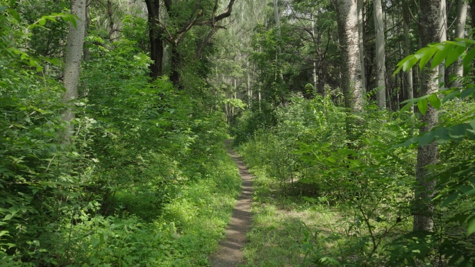 8k穿梭森林唯美清新绿树成荫山间小路