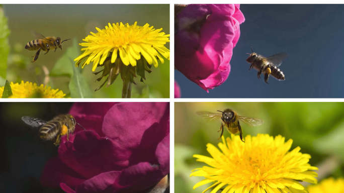 蜜蜂采蜜升格慢镜头实拍