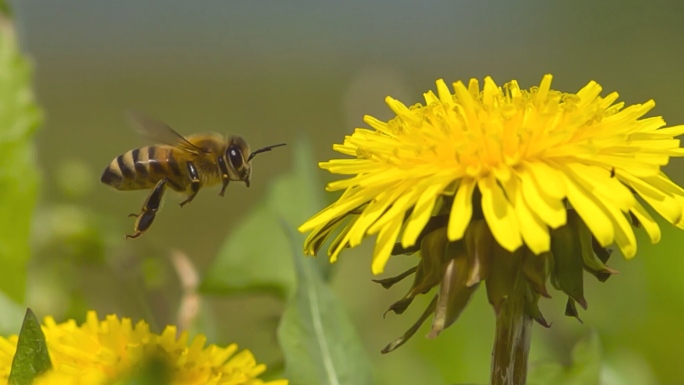 蜜蜂采蜜升格慢镜头实拍
