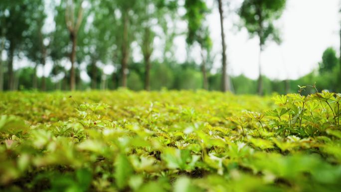 滑轨拍摄自然草地草坪