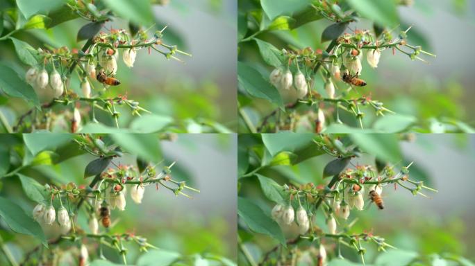 水果蓝莓种植开花蜜蜂采蜜特写实拍原素材