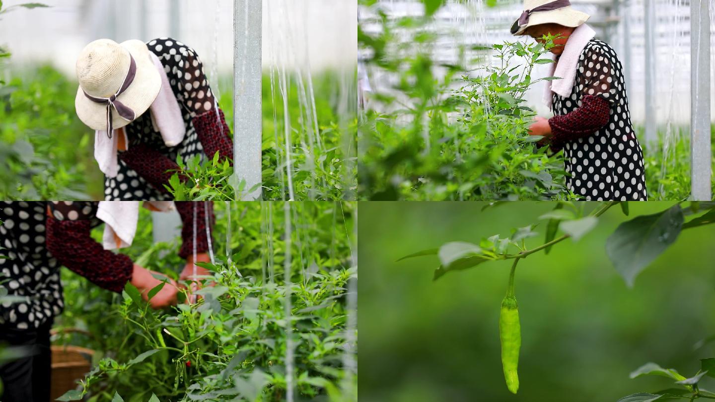 实拍樟树港辣椒基地大棚种植采摘辣椒4