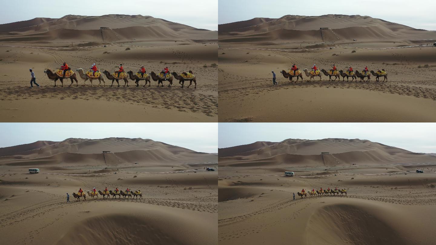 新疆鄯善沙漠航拍 骆驼队 大场景