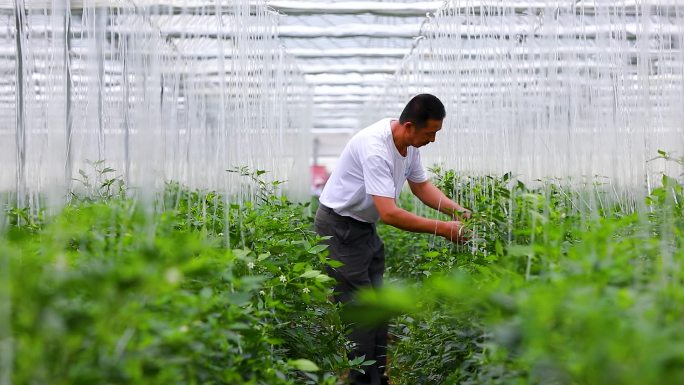 实拍樟树港辣椒基地大棚种植采摘辣椒