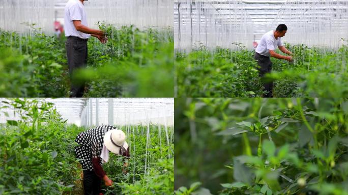 实拍樟树港辣椒基地大棚种植采摘辣椒