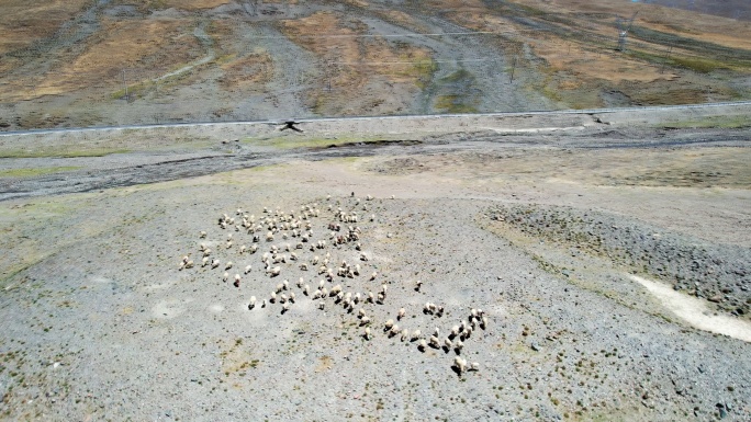 4K航拍西藏羊群牧羊