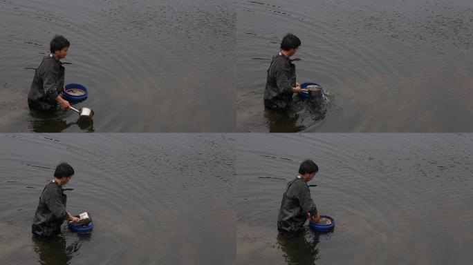 鱼塘龙虾养殖人员水中撒饲料实拍原素材养鱼