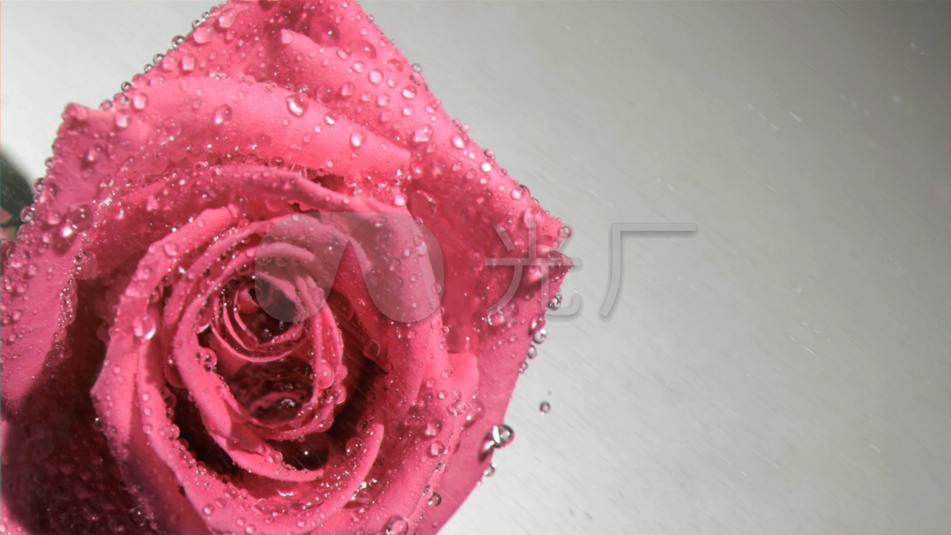 娇艳的玫瑰花图片素材-编号27545554-图行天下