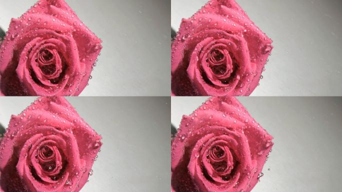 粉色玫瑰特写玫瑰花滴水玫瑰花上有水粉色玫