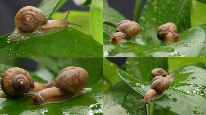 蜗牛雨后树叶爬行的蜗牛02