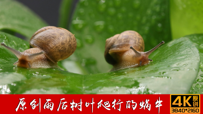 蜗牛雨后树叶爬行的蜗牛02