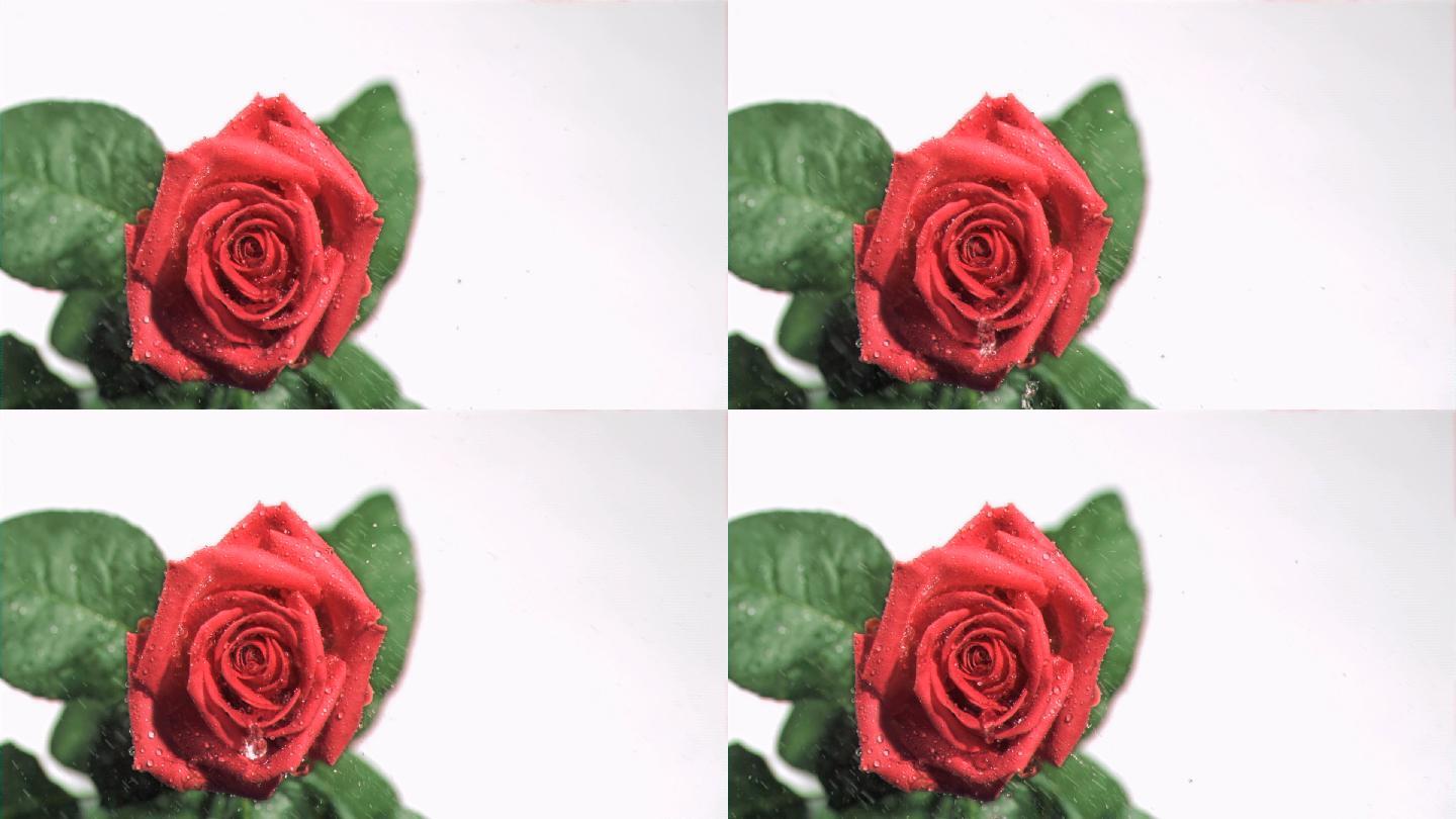 红色玫瑰花特写花卉花朵艳丽